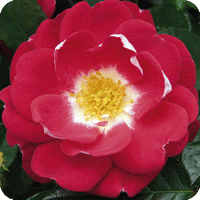 Centenary Rose